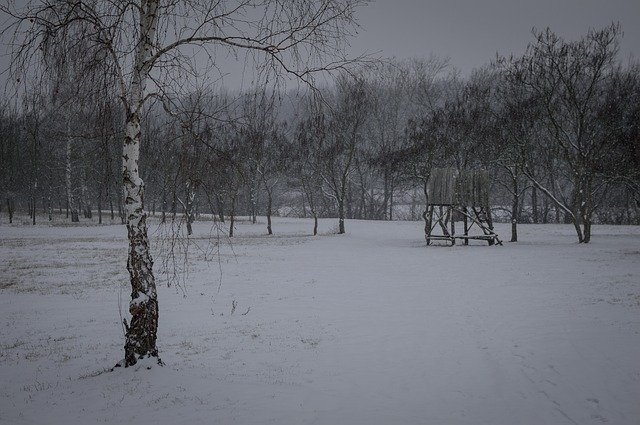 دانلود رایگان قالب عکس رایگان Winter Tree Snow برای ویرایش با ویرایشگر تصویر آنلاین GIMP