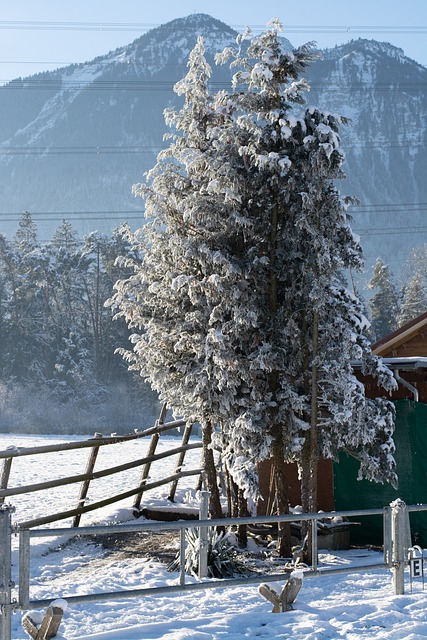 قم بتنزيل صورة مجانية لشجرة الشتاء والثلج في نيوزيلندا مجانًا لتحريرها باستخدام محرر الصور المجاني عبر الإنترنت GIMP