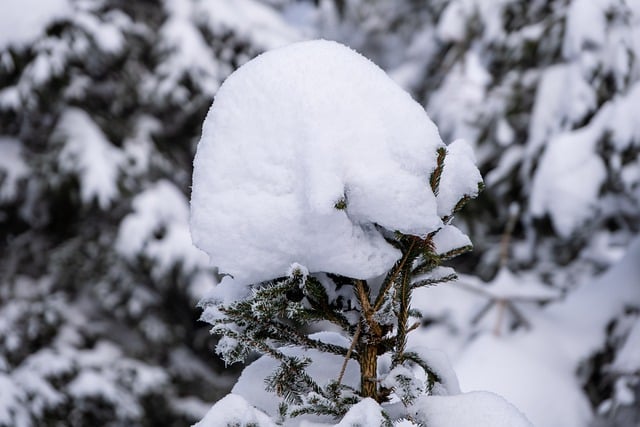 Free download winter trees snow forest nature free picture to be edited with GIMP free online image editor