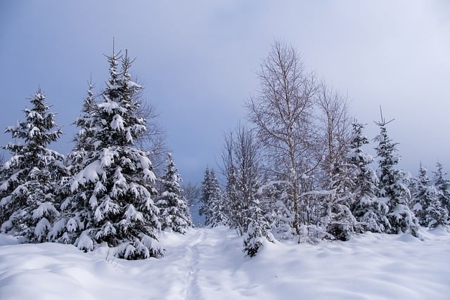 Free download winter trees snow landscape free picture to be edited with GIMP free online image editor