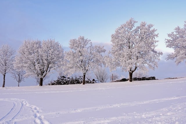 Free download winter trees snow winter landscape free picture to be edited with GIMP free online image editor