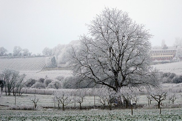 Free download Winter Tree White -  free photo or picture to be edited with GIMP online image editor