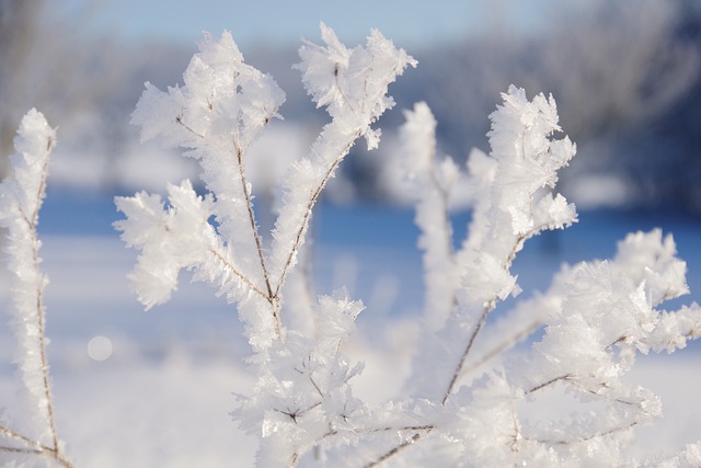 Free download winter twigs frost ice snow free picture to be edited with GIMP free online image editor