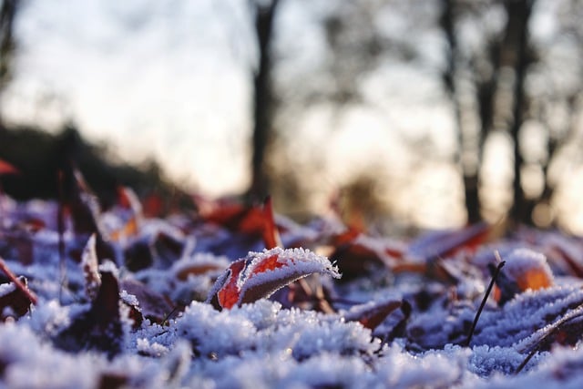 Free download winter wintry winter landscape free picture to be edited with GIMP free online image editor