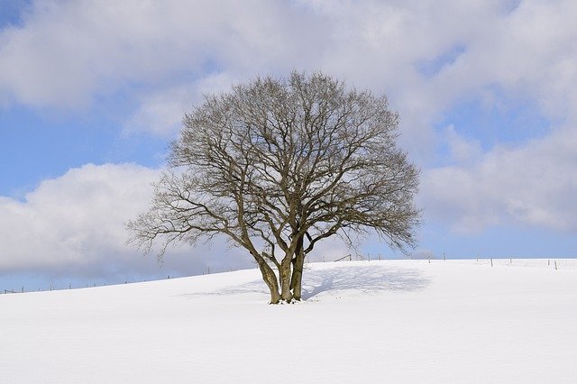 Scarica gratuitamente Winter Wonderland Eifel Snow: foto o immagini gratuite da modificare con l'editor di immagini online GIMP