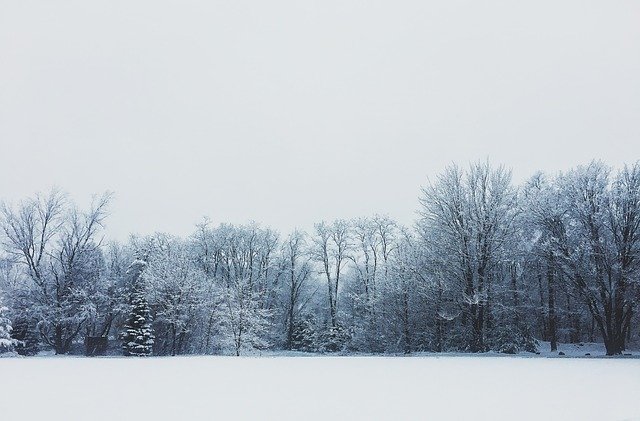 Free download Winter Wonderland Tree -  free illustration to be edited with GIMP free online image editor