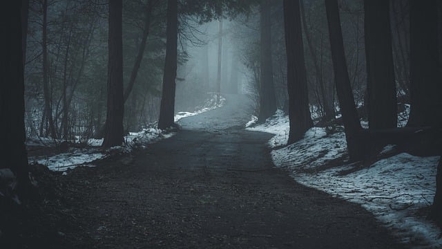 Free download winter woodland road dark forest free picture to be edited with GIMP free online image editor