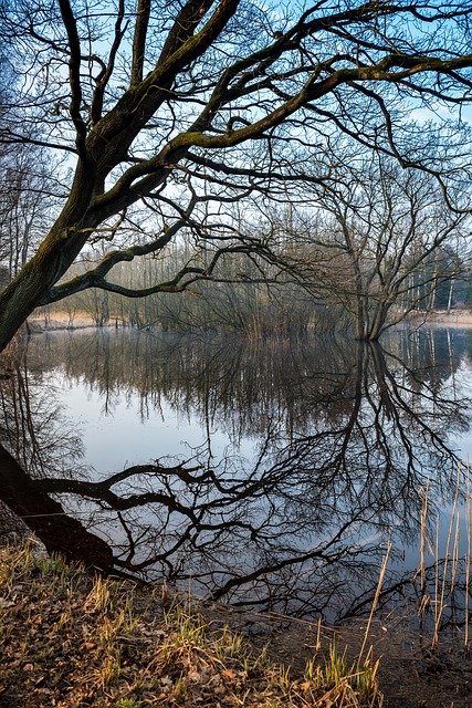 Free download Wintry Lake Trees -  free photo or picture to be edited with GIMP online image editor