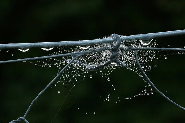 Free download wire fence cobwebs dewdrop free picture to be edited with GIMP free online image editor
