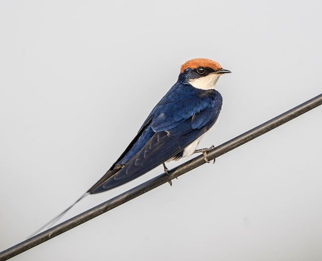 Free download wire tailed swallow swallow bird free picture to be edited with GIMP free online image editor