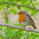 Wise bird on a branch  screen for extension Chrome web store in OffiDocs Chromium