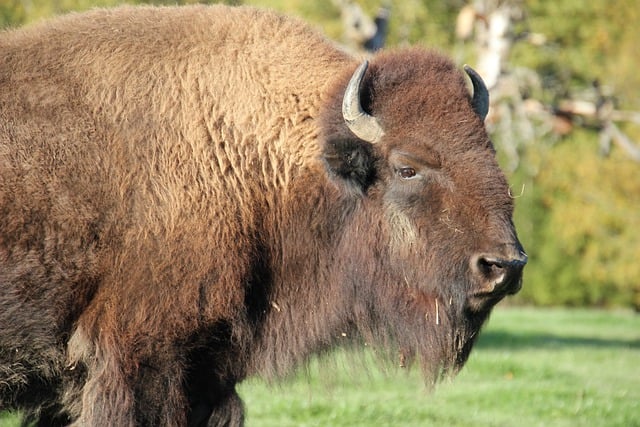 Muat turun percuma gambar percuma alam kerbau bison bijak untuk diedit dengan editor imej dalam talian percuma GIMP