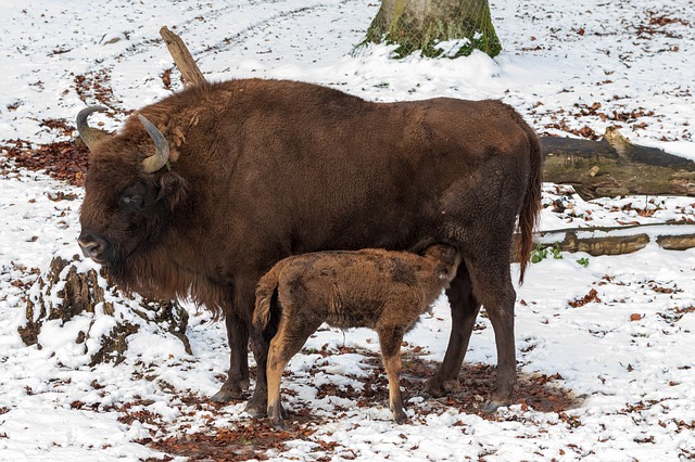 Free download wisent cow suckle young calf free picture to be edited with GIMP free online image editor