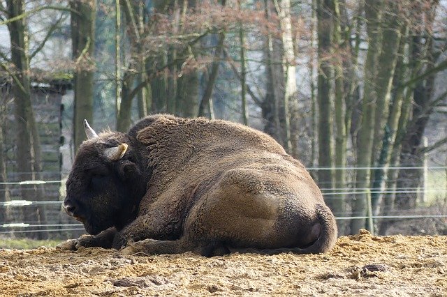 Free download Wisent European Bison Show Reserve -  free photo or picture to be edited with GIMP online image editor