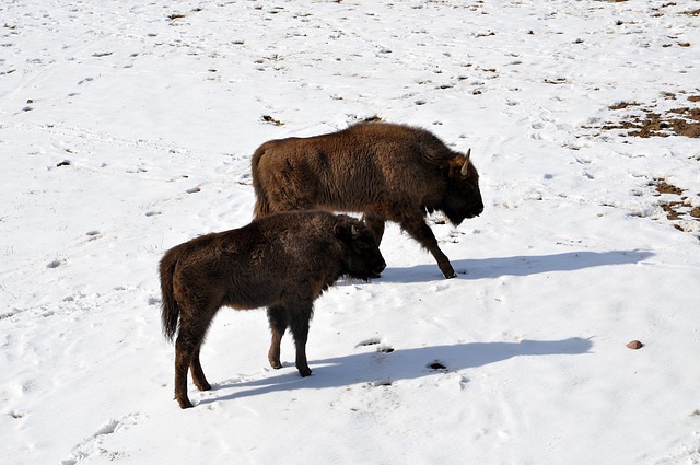 Free download wisents zubra calves animal mammal free picture to be edited with GIMP free online image editor