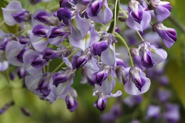 Free download wistaria flowers creeper free picture to be edited with GIMP free online image editor