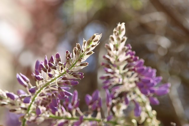 Free download wisteria flowers climber plant free picture to be edited with GIMP free online image editor