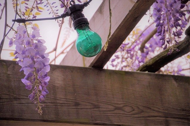 무료 다운로드 Wisteria Glycine Flower - 무료 사진 또는 GIMP 온라인 이미지 편집기로 편집할 수 있는 사진