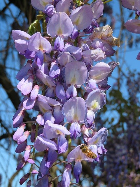 Free download Wisteria Purple Spring -  free photo or picture to be edited with GIMP online image editor