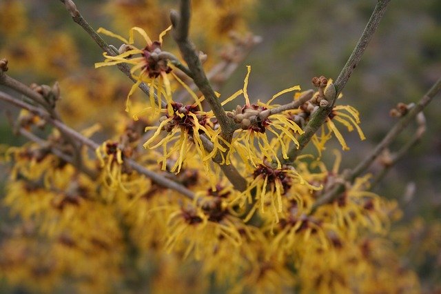 Libreng download Witch Hazel Early Bloomer Garden - libreng larawan o larawan na ie-edit gamit ang GIMP online na editor ng imahe