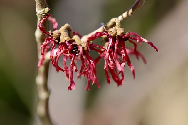 Free download witch hazel flowers branch free picture to be edited with GIMP free online image editor