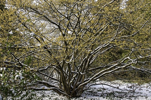 Muat turun percuma templat foto percuma Witch Hazel Hamamelis Yellow untuk diedit dengan editor imej dalam talian GIMP