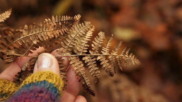Free download withered fern dried fern autumn free picture to be edited with GIMP free online image editor