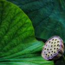 Withered lotus  screen for extension Chrome web store in OffiDocs Chromium