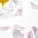 Withered petals  screen for extension Chrome web store in OffiDocs Chromium