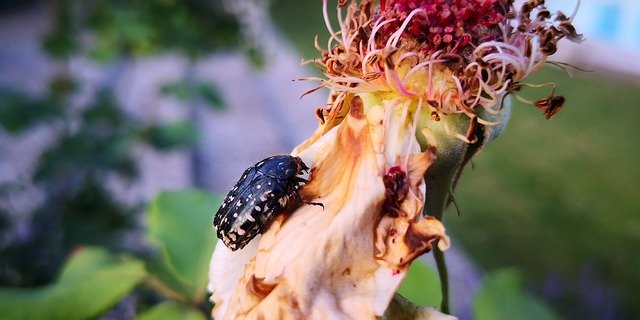 Free download Withered Rose Beetle -  free photo or picture to be edited with GIMP online image editor