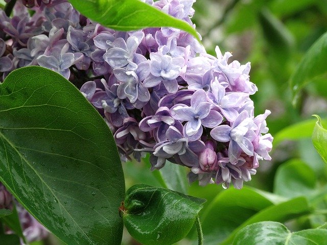 Free download Without Lilac Flowers -  free photo or picture to be edited with GIMP online image editor