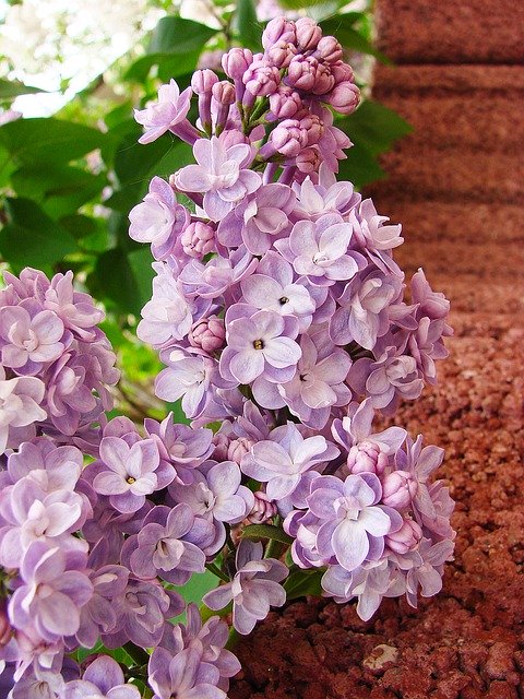 Kostenloser Download Ohne Violette Blume - kostenloses Foto oder Bild zur Bearbeitung mit GIMP Online-Bildbearbeitung