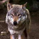 Wolf  screen for extension Chrome web store in OffiDocs Chromium