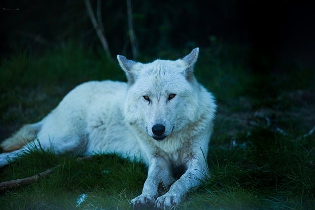 Baixe gratuitamente imagem gratuita de lobo animal mamífero floresta para ser editada com o editor de imagens on-line gratuito do GIMP