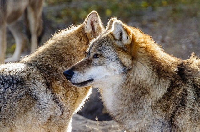 Free download wolf animals vertebrate four legged free picture to be edited with GIMP free online image editor