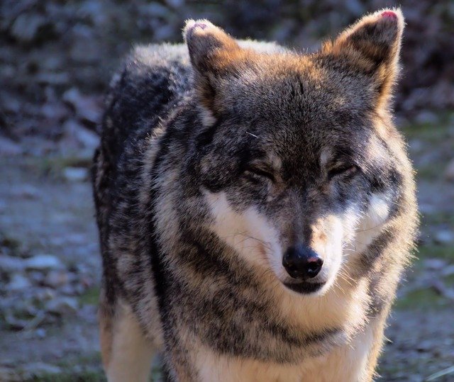 Free download Wolf Beast Psovitá -  free photo or picture to be edited with GIMP online image editor