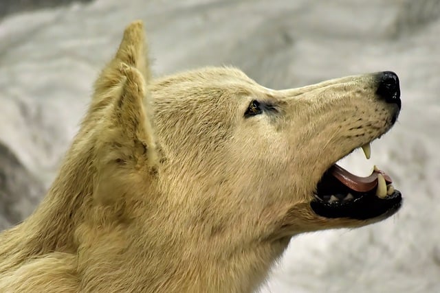 Free download wolf canine arctic wolf wild animal free picture to be edited with GIMP free online image editor