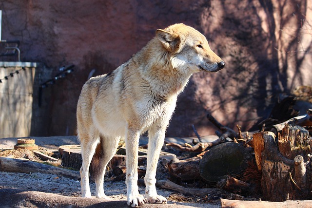 Free download wolf canis lupus animal zoo nature free picture to be edited with GIMP free online image editor