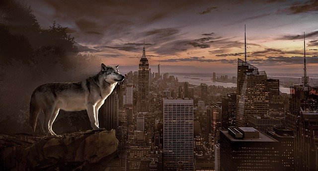 Descarga gratuita Wolf City Evening - foto o imagen gratuita para editar con el editor de imágenes en línea GIMP