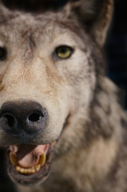 הורדה חינם של Wolf Close Up ממולאים - תמונה או תמונה בחינם לעריכה עם עורך התמונות המקוון GIMP