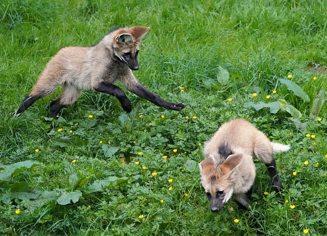 Free download wolf cubs play family wolf mane free picture to be edited with GIMP free online image editor