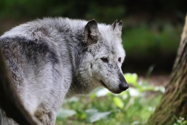 Free download wolf dog animal mammal free picture to be edited with GIMP free online image editor