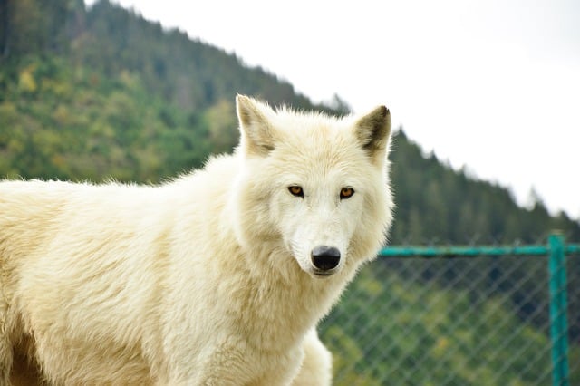 Free download wolf dog canine mammal fur animal free picture to be edited with GIMP free online image editor