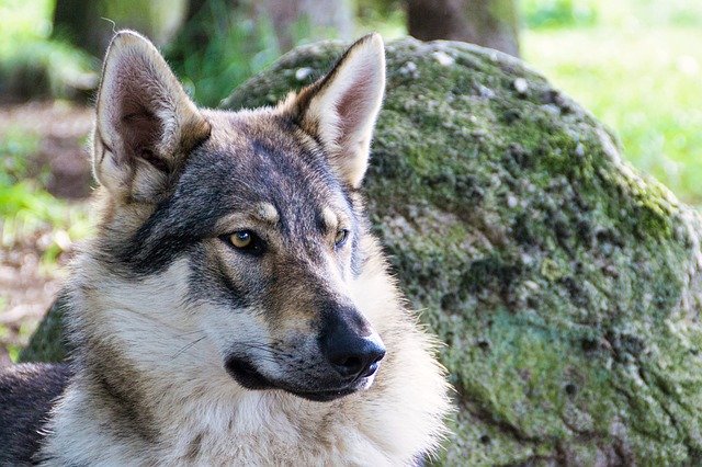 Unduh gratis Wolf Dog Nature - foto atau gambar gratis untuk diedit dengan editor gambar online GIMP