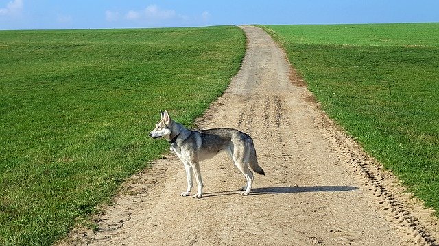 Téléchargement gratuit du modèle photo gratuit Wolf Dog Summer Walk Landscape à éditer avec l'éditeur d'images en ligne GIMP