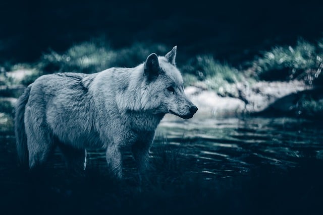Free download wolf forest animal wild nature free picture to be edited with GIMP free online image editor