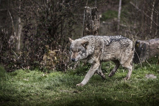 Free download wolf forest b nature animal wild free picture to be edited with GIMP free online image editor