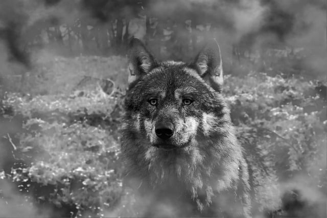 Free download wolf forest fog mystical free picture to be edited with GIMP free online image editor