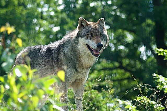 Free download wolf good zoo zoo enclosure animal free picture to be edited with GIMP free online image editor