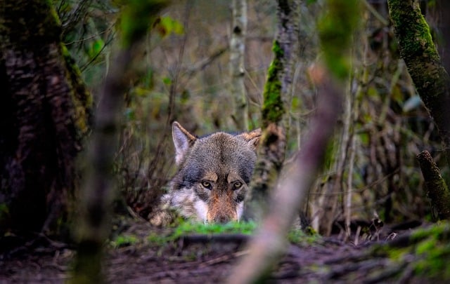 Free download wolf grey wolf timber wolf free picture to be edited with GIMP free online image editor